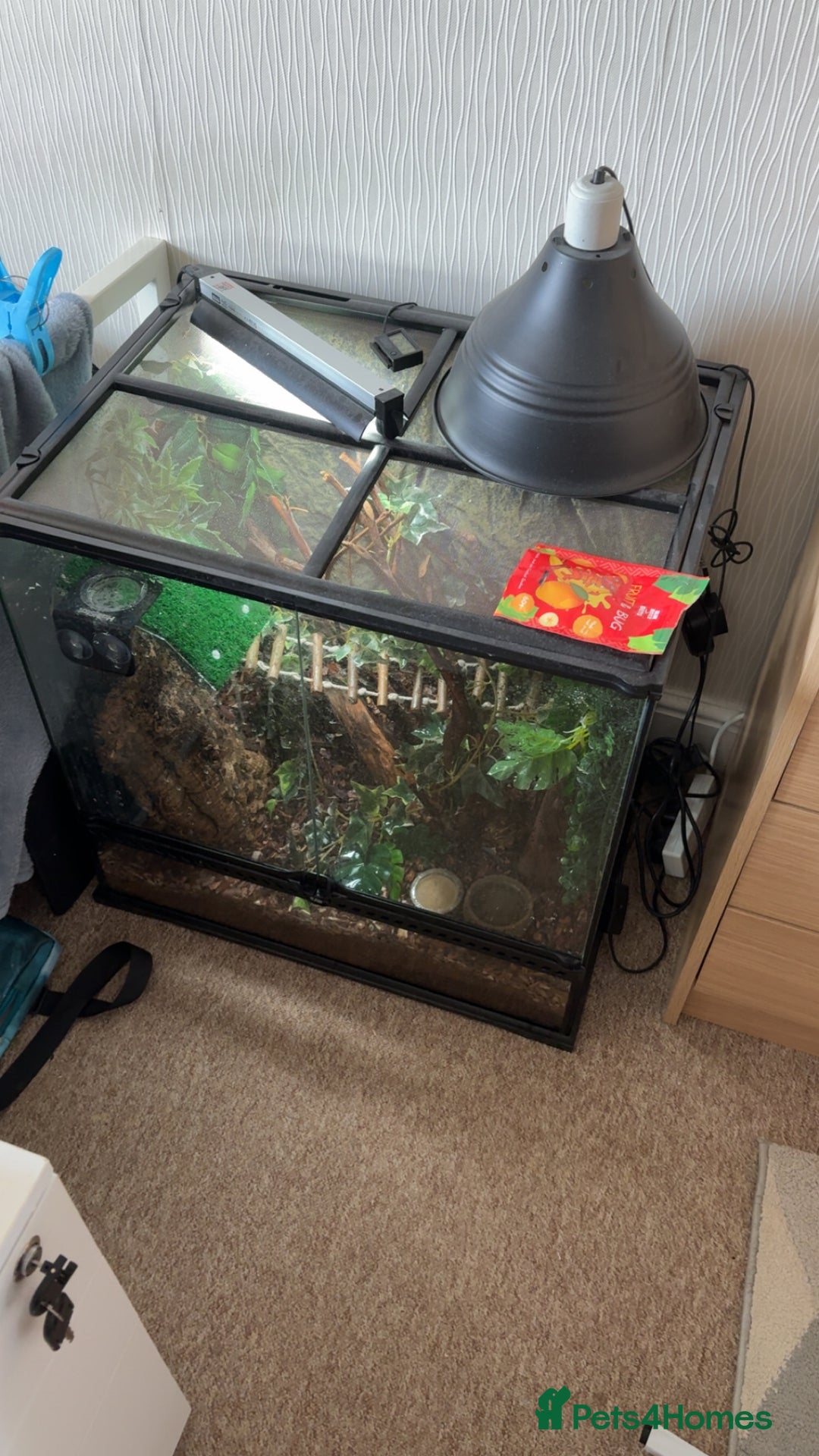 Gecko reptiles for sale: Gorgeous Female Crested Gecko - Image 6
