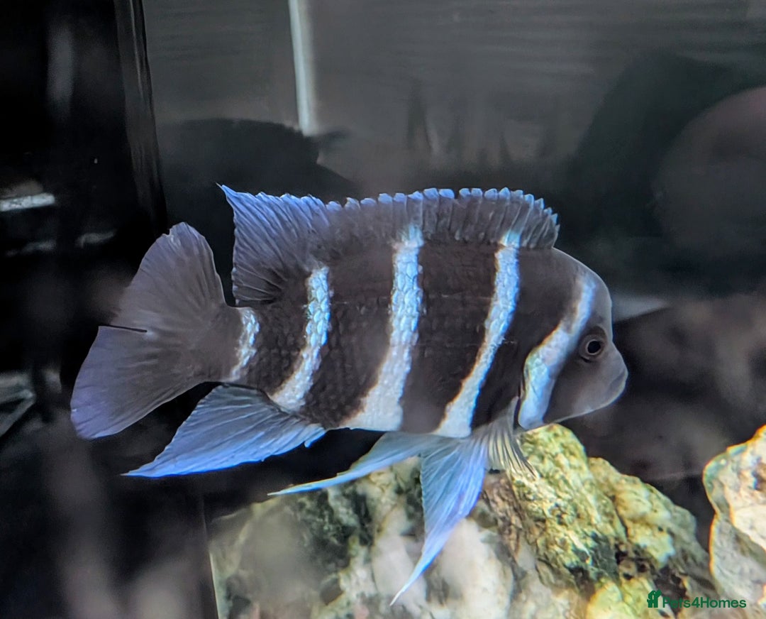 Cichlids fish for sale: 1stGen Tank Bred Frontosa Blue Zaire Moba  - Image 5