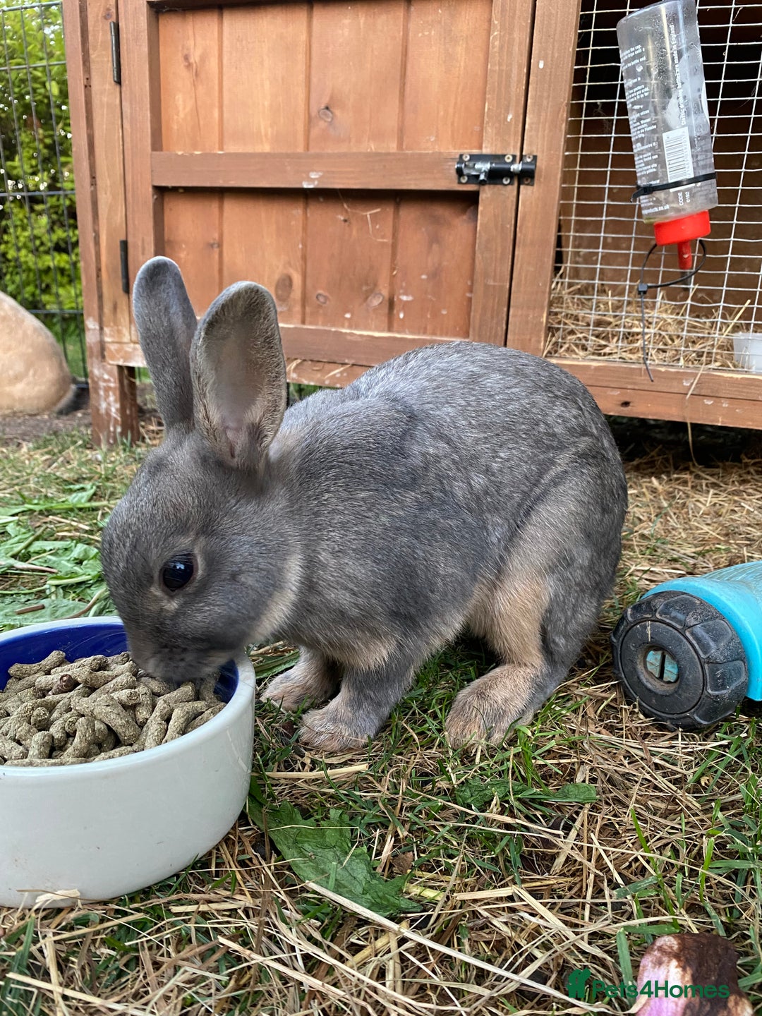 Lionhead rabbits for sale: Beautiful Lionhead rabbit 4 months old girl  - Image 7