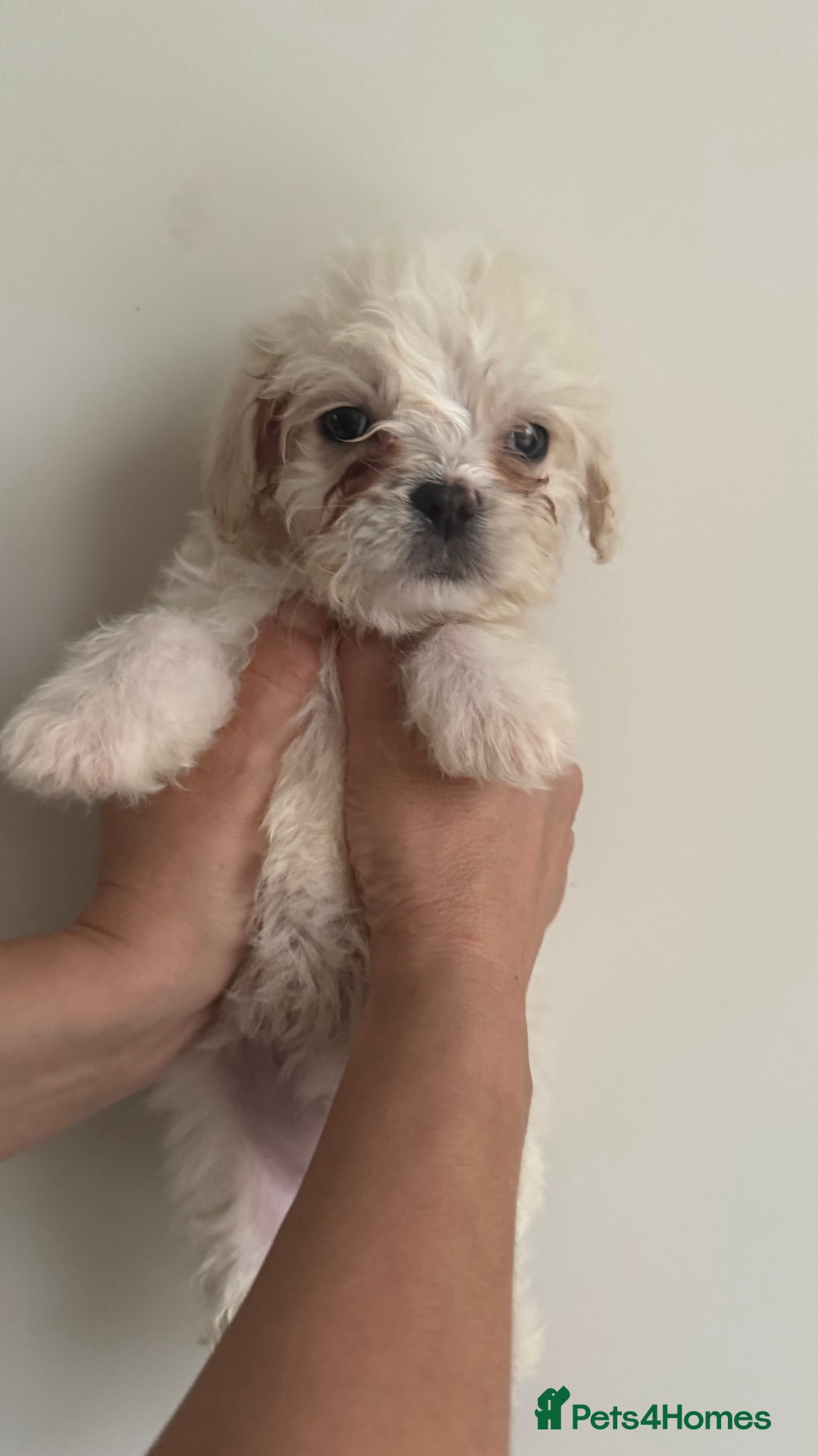 Mixed Breed dogs for sale: 6 fluffy frenchie cross puppies - Image 29