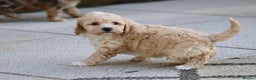 Cockapoo dogs for sale: Cockapoo puppies for sale!  - Advert 11