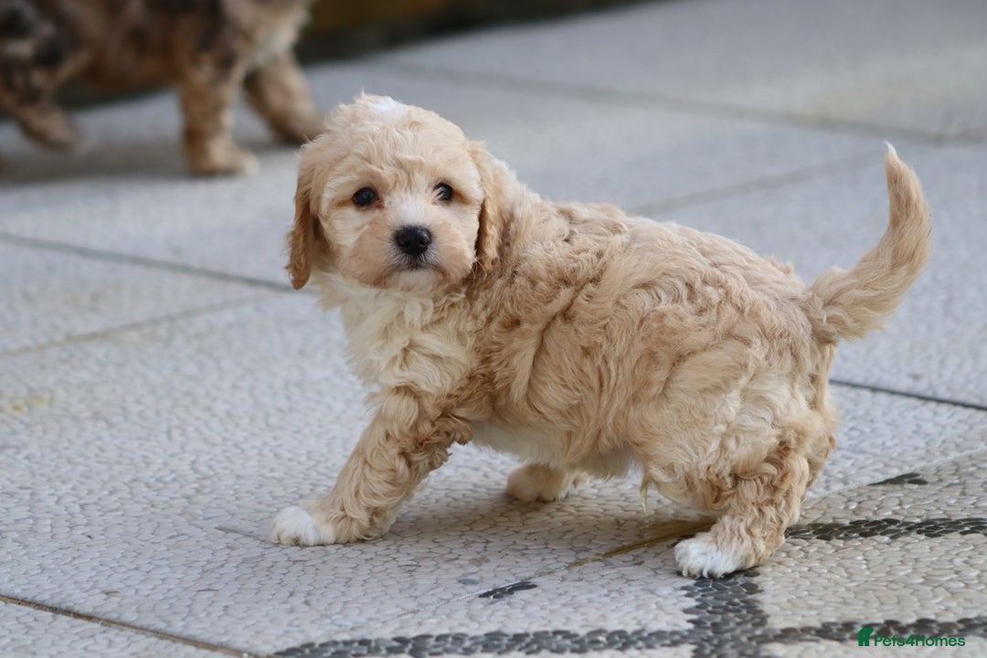 Cockapoo dogs for sale: Cockapoo puppies for sale!  - Advert 11