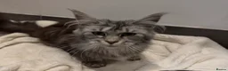 Maine Coon cats for sale: Maine coon female  - Advert 2