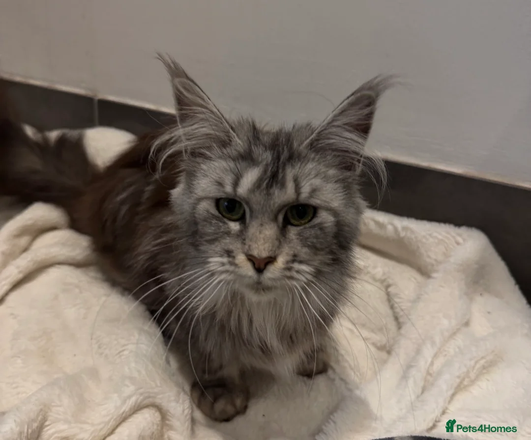 Maine Coon cats for sale: Maine coon female  - Advert 2