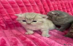 British Shorthair cats for sale: Gorgeous British shorthair kittens  - Image 2
