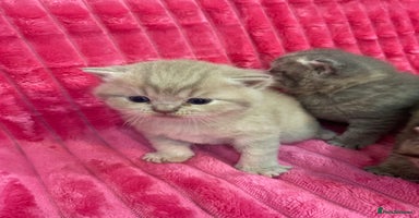 British Shorthair cats - Advert 14