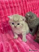 British Shorthair cats - Advert 2