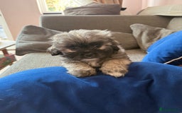Mixed Breed dogs for sale: Peke’a’tease  - Image 20
