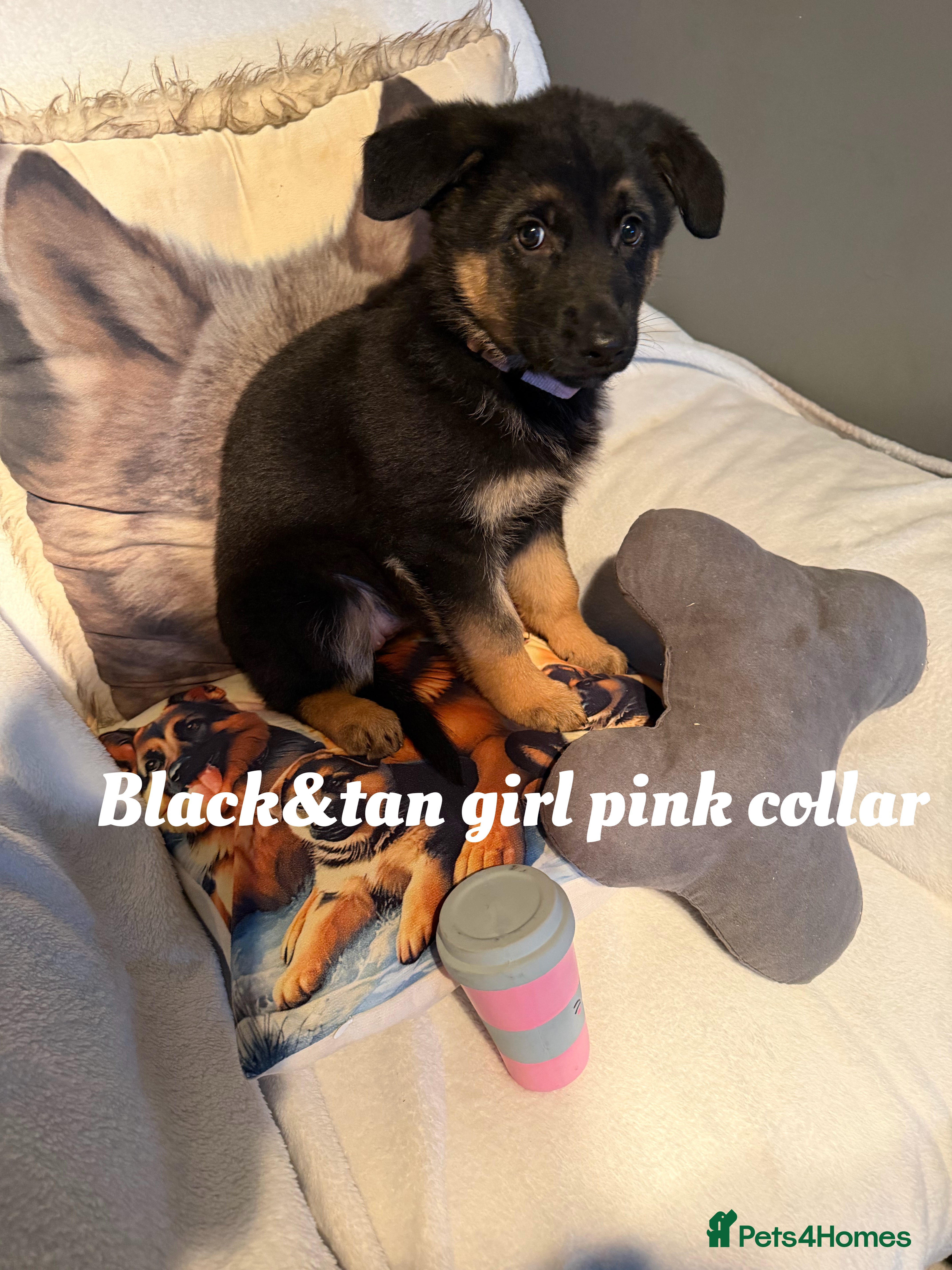 German Shepherd dogs GLENCONNER GERMAN SHEPHERDS  - Advert 17