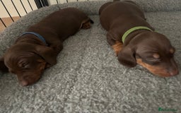 Miniature Dachshund dogs for sale: 2 beautiful miniature dachshunds  - Image 13