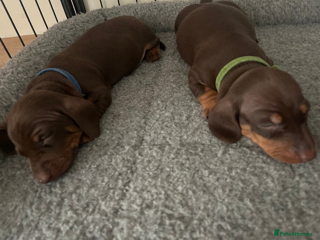 Miniature Dachshund dogs for sale: 2 beautiful miniature dachshunds  - Image 13