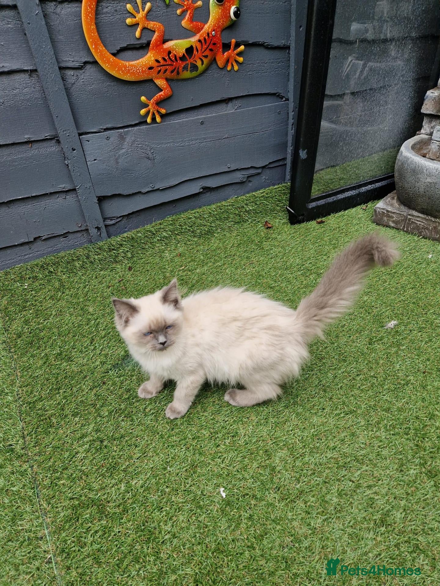 Ragdoll cats GCCF Registered Ragdoll Kittens  - Advert 1