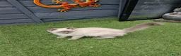 Ragdoll cats for sale: GCCF Registered Ragdoll Kittens  - Advert 6