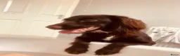 Sprocker dogs for sale: Beautiful mixed litter of sprockers  in Peterlee - Advert 10