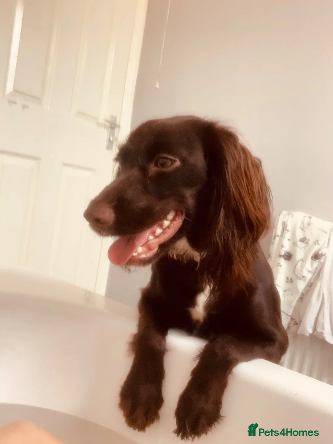 Sprocker dogs for sale: Beautiful mixed litter of sprockers  in Peterlee - Advert 10