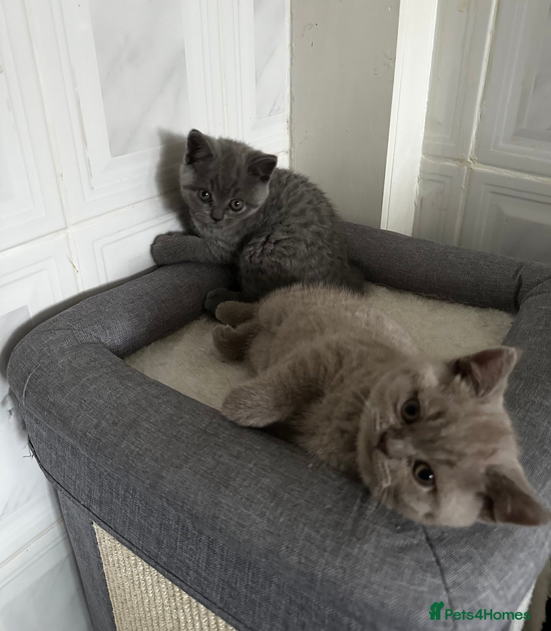 British Shorthair cats for sale: 4 Gorgeous chunky British shorthair kittens  - Image 4