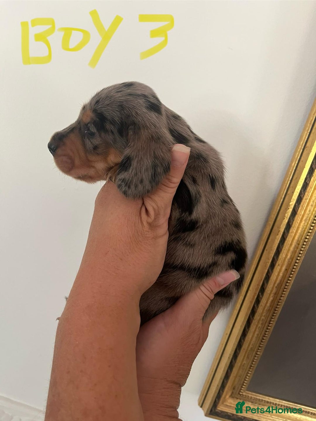 Miniature Dachshund dogs for sale: Miniature Dachshund Pups looking for forever homes - Image 11