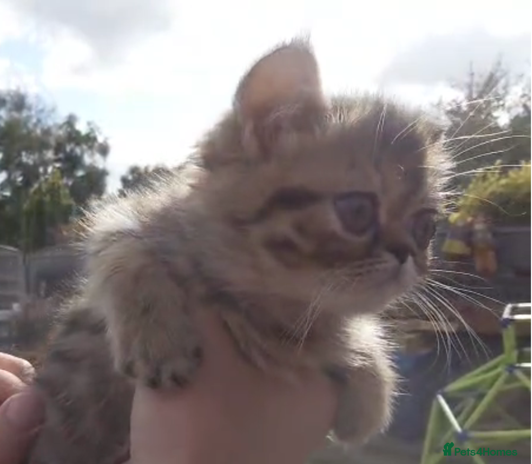 Persian cats for sale: Persian kittens KC Registered with pedigree - Image 30