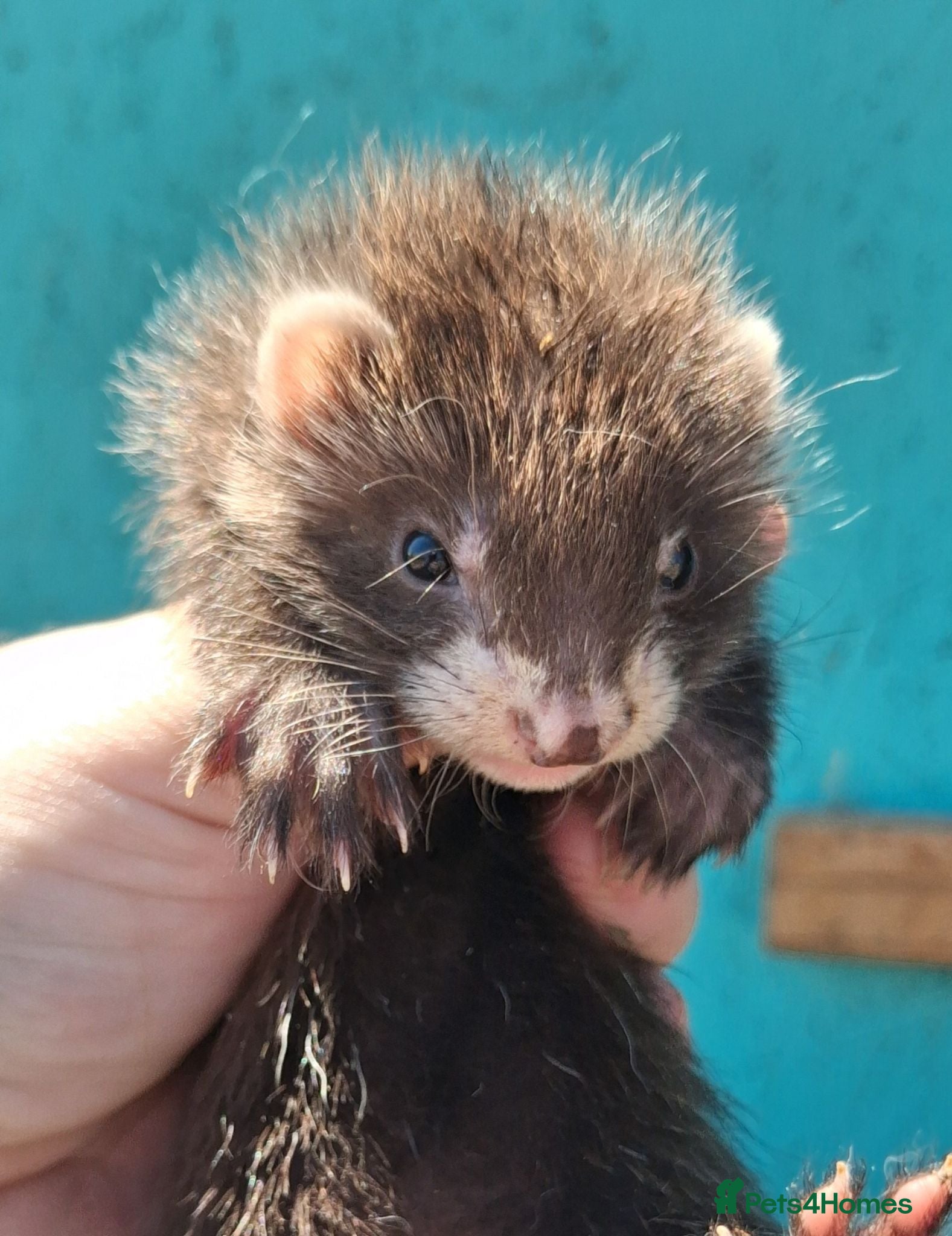 Ferret rodents Full and Semi angora kits  - Advert 1