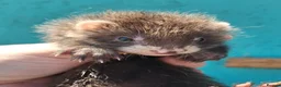 Ferret rodents for sale: Full and Semi angora kits  - Advert 1
