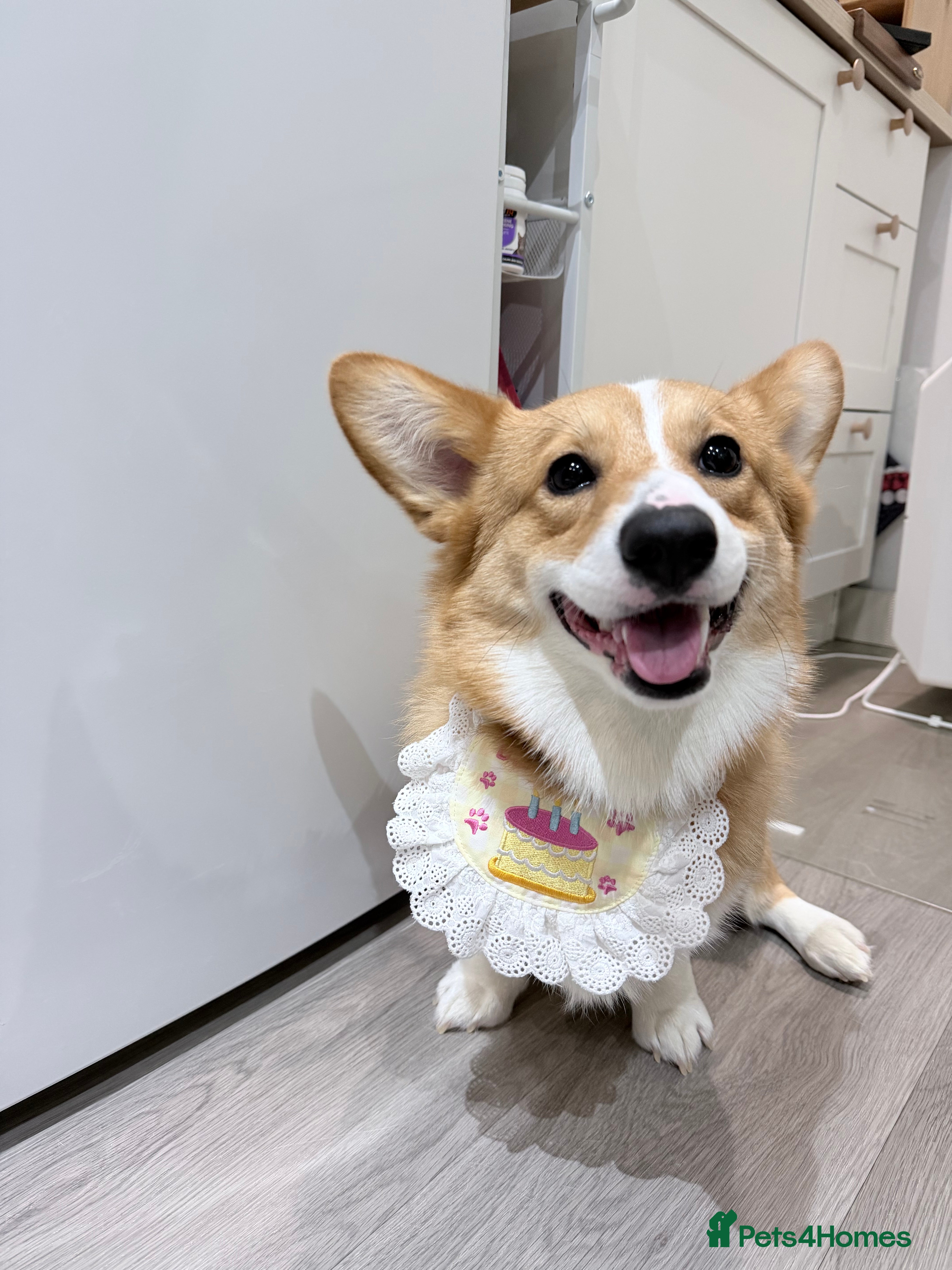 Welsh Corgi Pembroke dogs KC Reg Welsh Pembroke Corgi Available for Stud - Advert 1