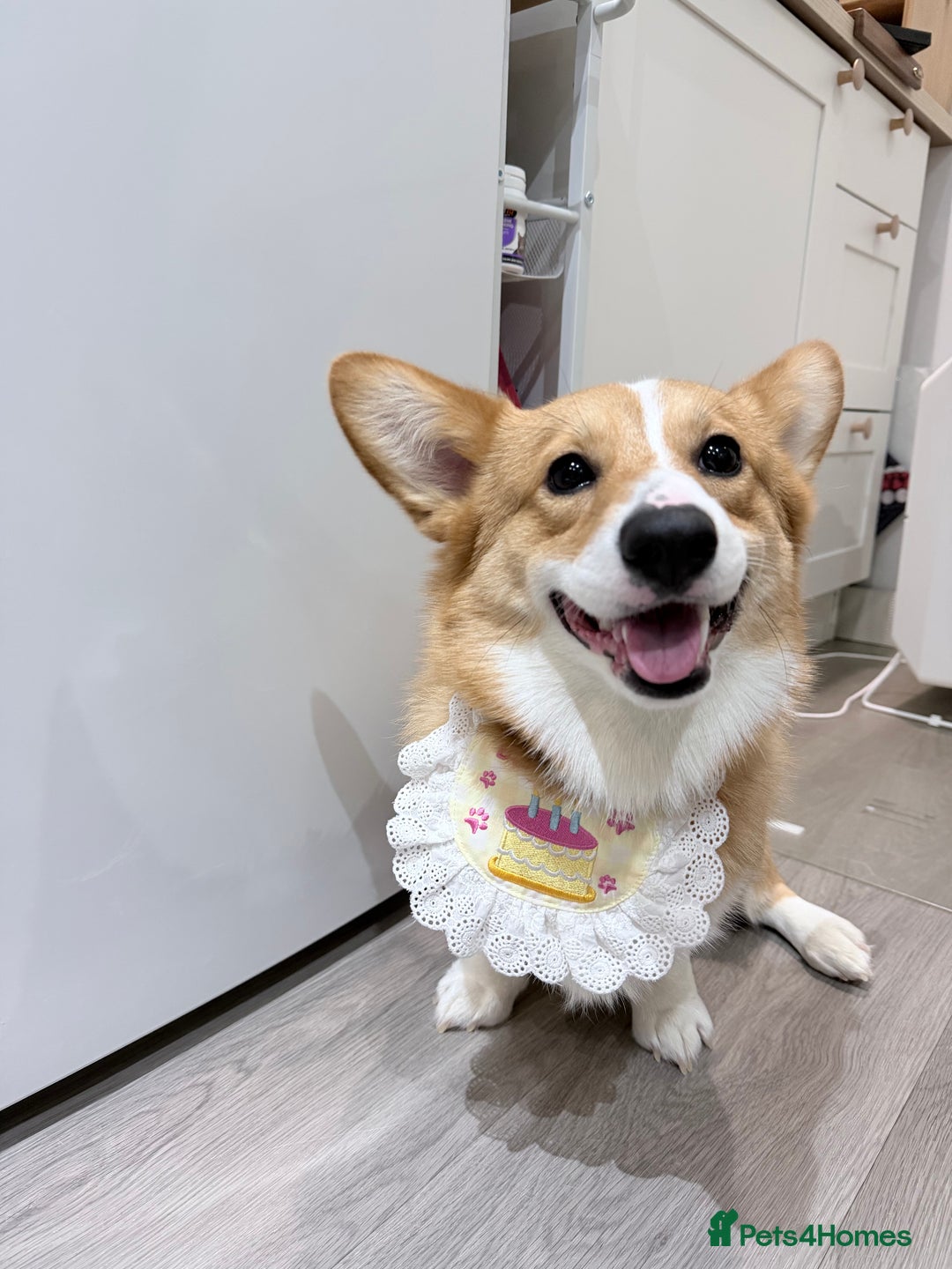 Welsh Corgi Pembroke dogs for stud: KC Reg Welsh Pembroke Corgi Available for Stud - Advert 1