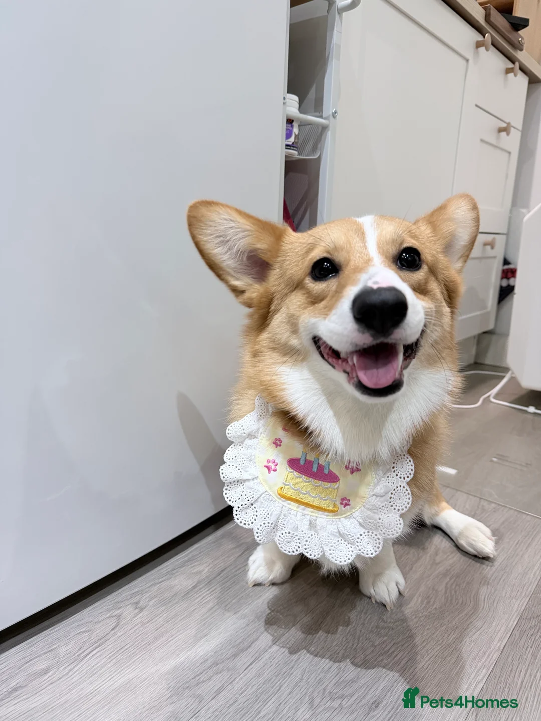 Welsh Corgi Pembroke dogs for stud: KC Reg Welsh Pembroke Corgi Available for Stud - Advert 1