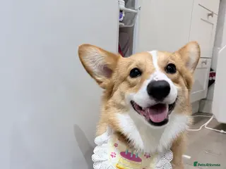 Welsh Corgi Pembroke dogs KC Reg Welsh Pembroke Corgi Available for Stud - Advert 1