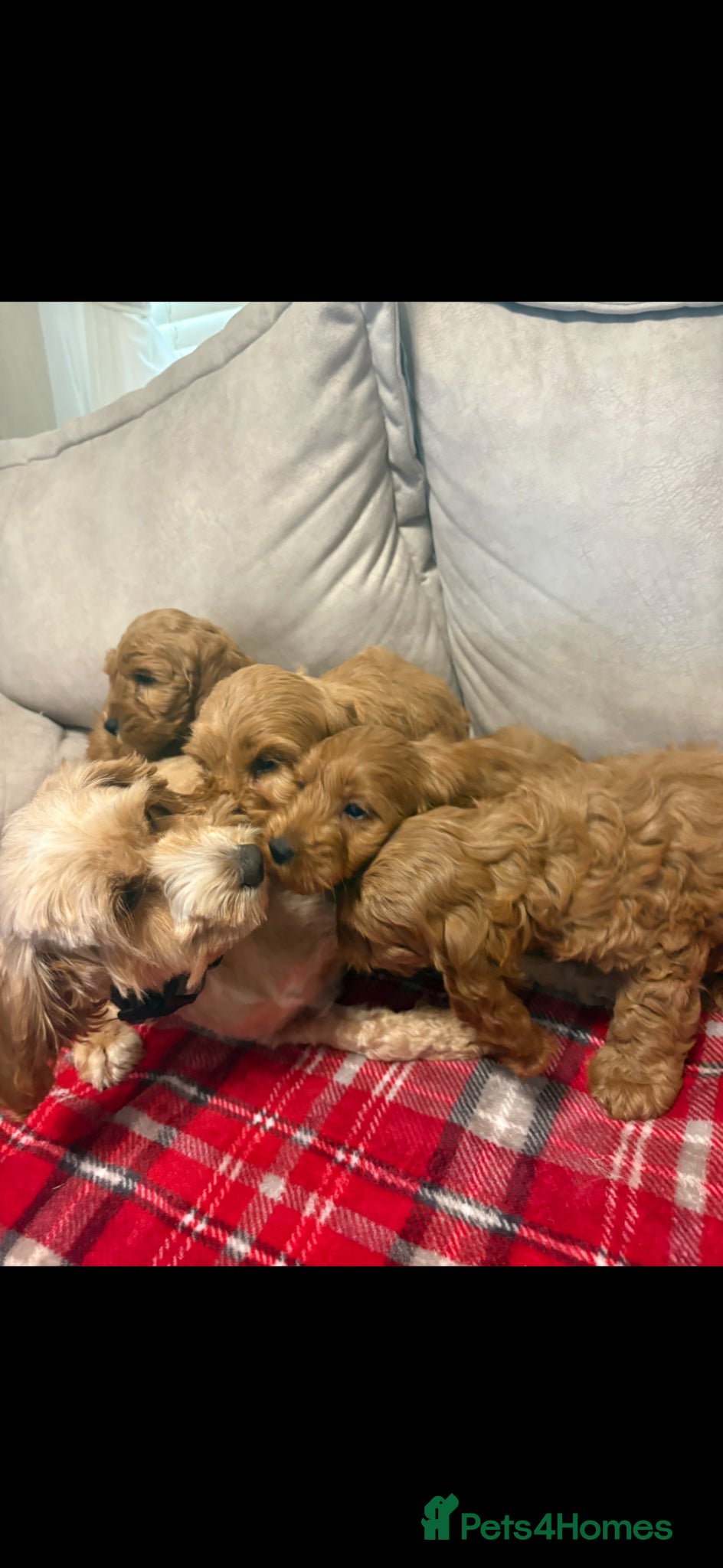 Cockapoo dogs for sale: Stunning red F1b cockapoo puppy’s ready to go  - Advert 2