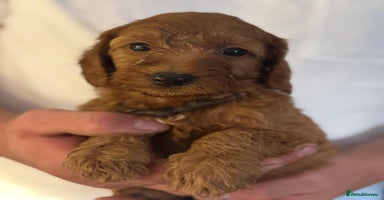 Labradoodle dogs in Ware - Advert 3