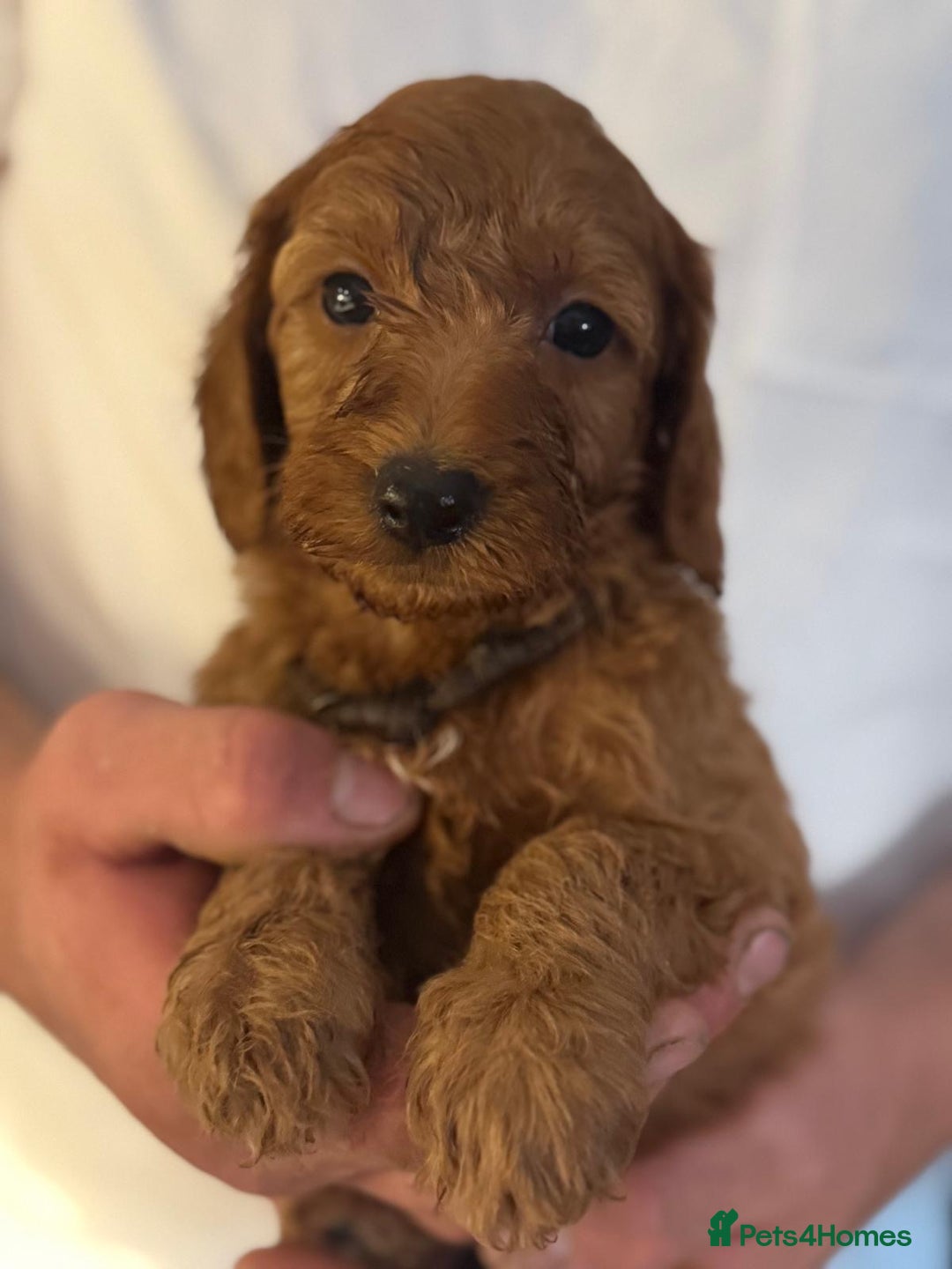 Labradoodle dogs for sale: *Labradoodle puppie F1B*   in Ware - Image 2
