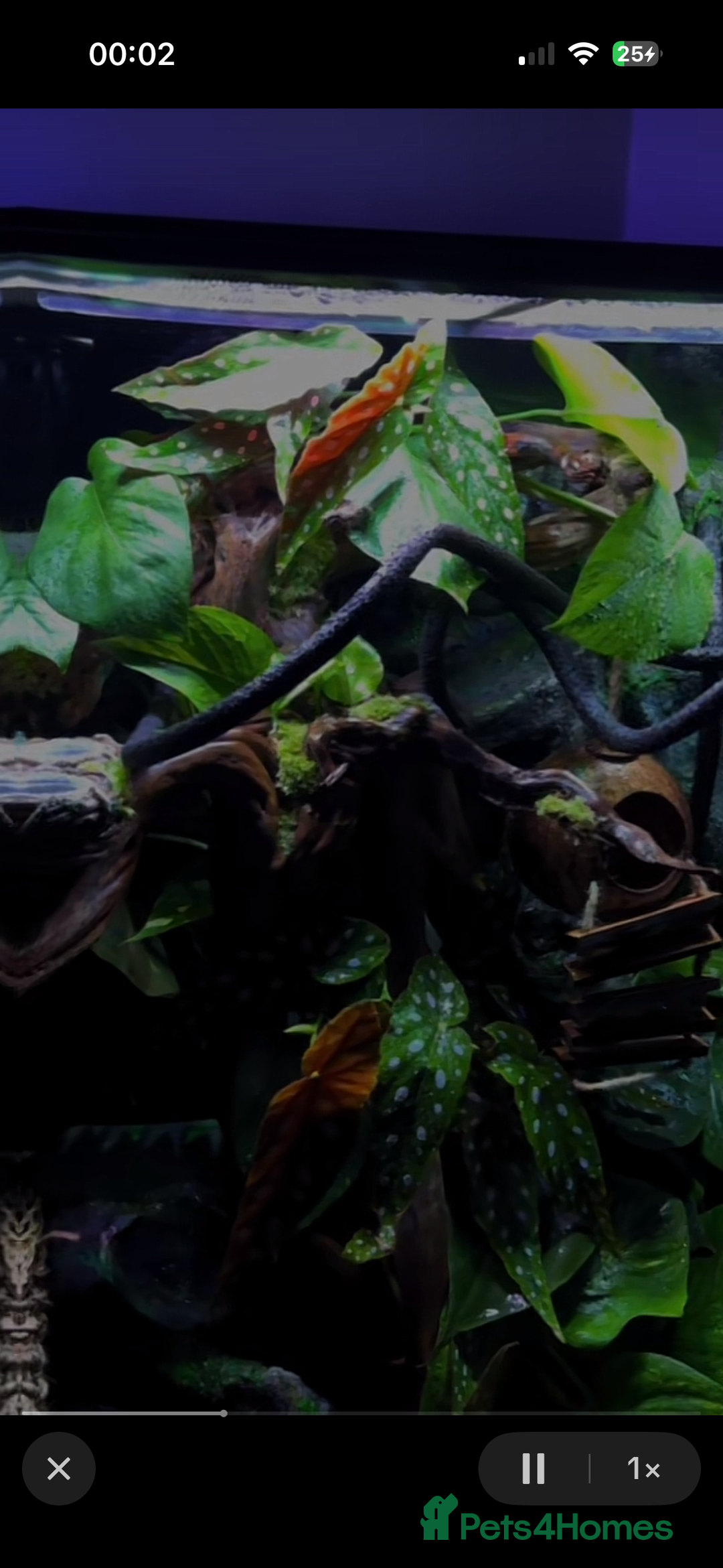 Gecko reptiles for sale: Exo terra 60x45x90 + trio of crested geckos  - Advert 6