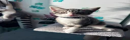 Mixed Breed cats for sale: 4 lovely kittens looking for loving & caring home in Luton - Advert 6