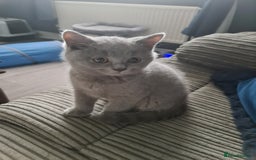 British Shorthair cats for sale: *LAST KITTEN READY NOW STUNNING BLUE BOY* - Image 2