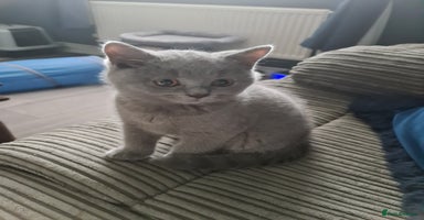 British Shorthair cats - Advert 6