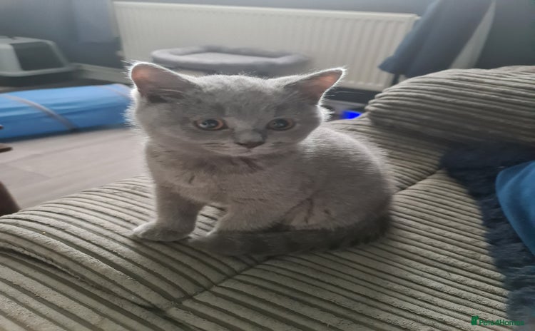 British Shorthair cats - Advert 11