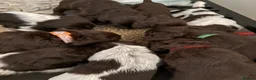 Sprocker dogs for sale: Sprocker spaniel puppies - Advert 8