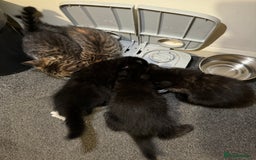 British Shorthair cats for sale: British shorthair mixed  - Image 5