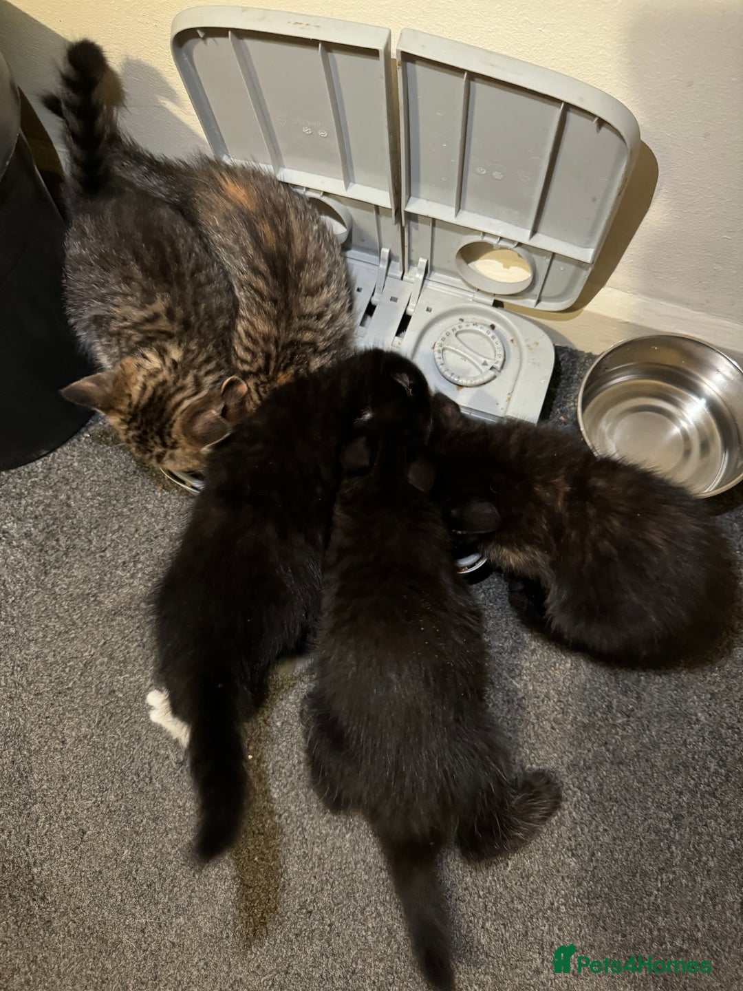 British Shorthair cats for sale: British shorthair mixed  - Image 5