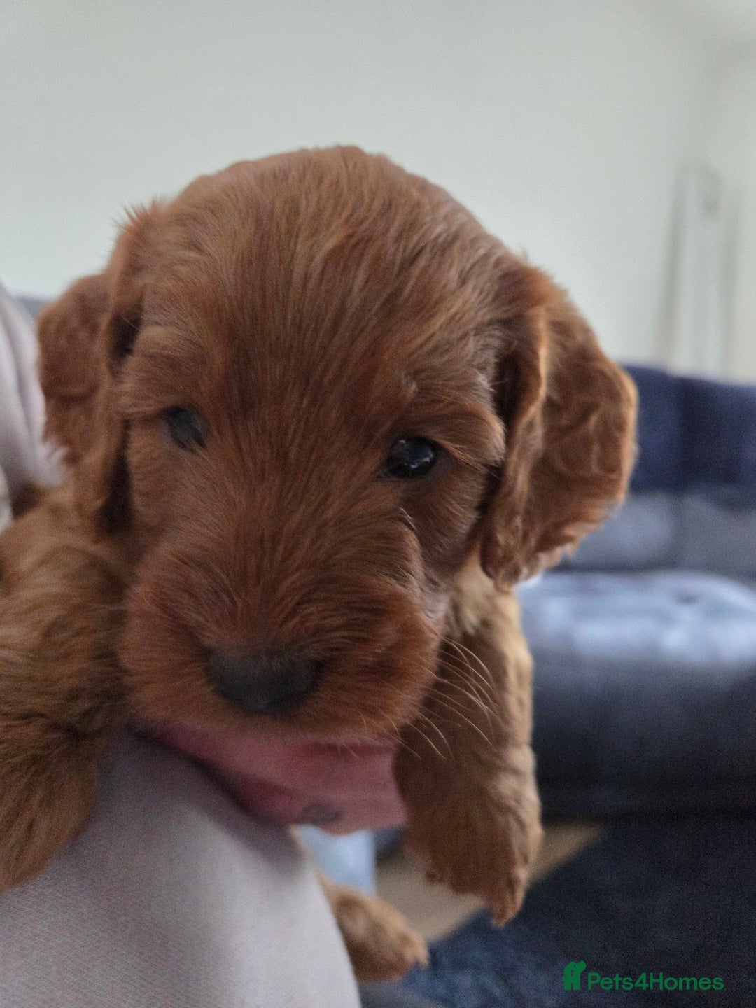 Cockapoo dogs for sale: 1 Beautiful Fox Red Boy Cockapoo Left  - Advert 13