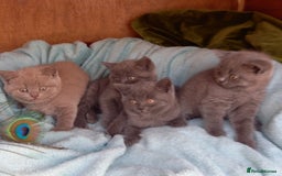 British Shorthair cats for sale: Super GCCF Registered Kittens - Image 2