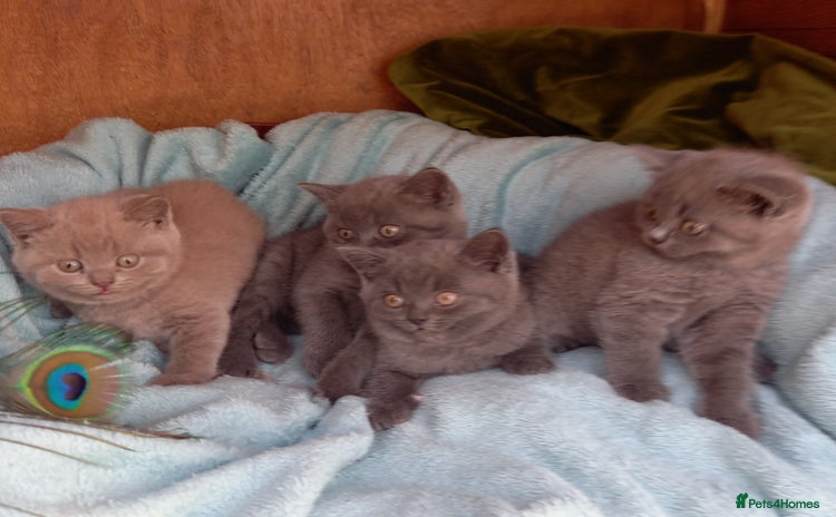 British Shorthair cats - Advert 2