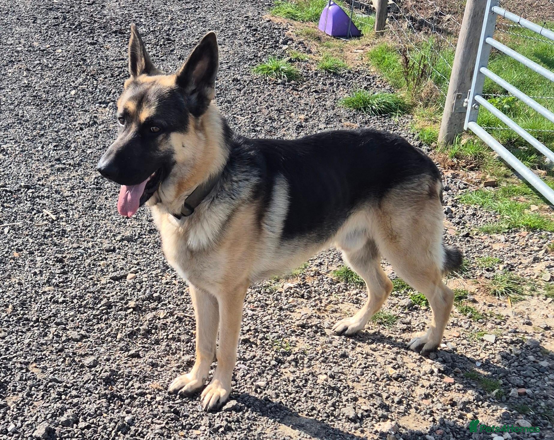 German Shepherd dogs German Shepherd Stud - Advert 5
