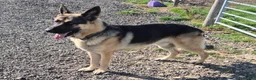 German Shepherd dogs for stud: German Shepherd Stud - Advert 1
