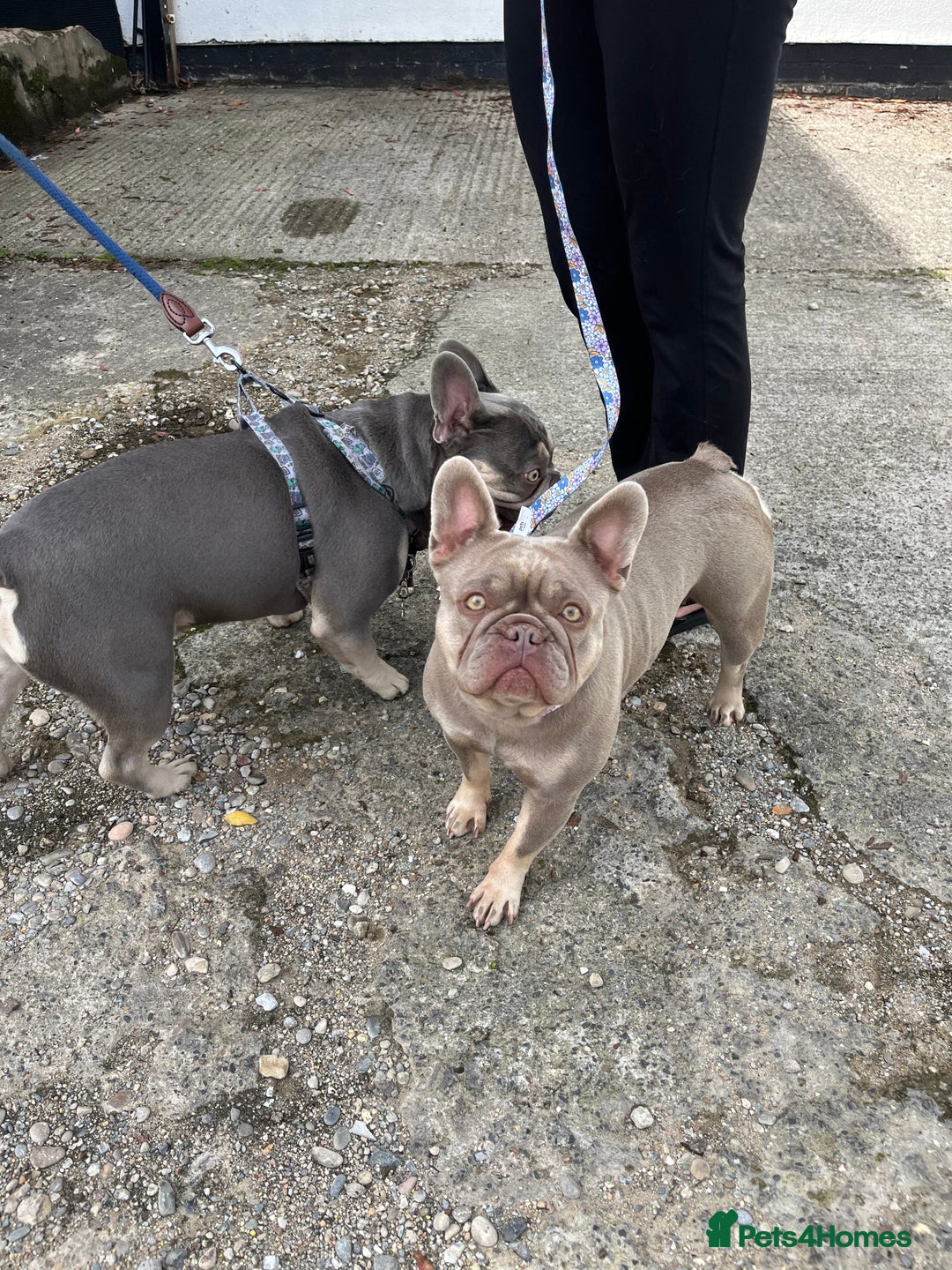French Bulldog dogs for sale: Isabella Frenchie  - Advert 2