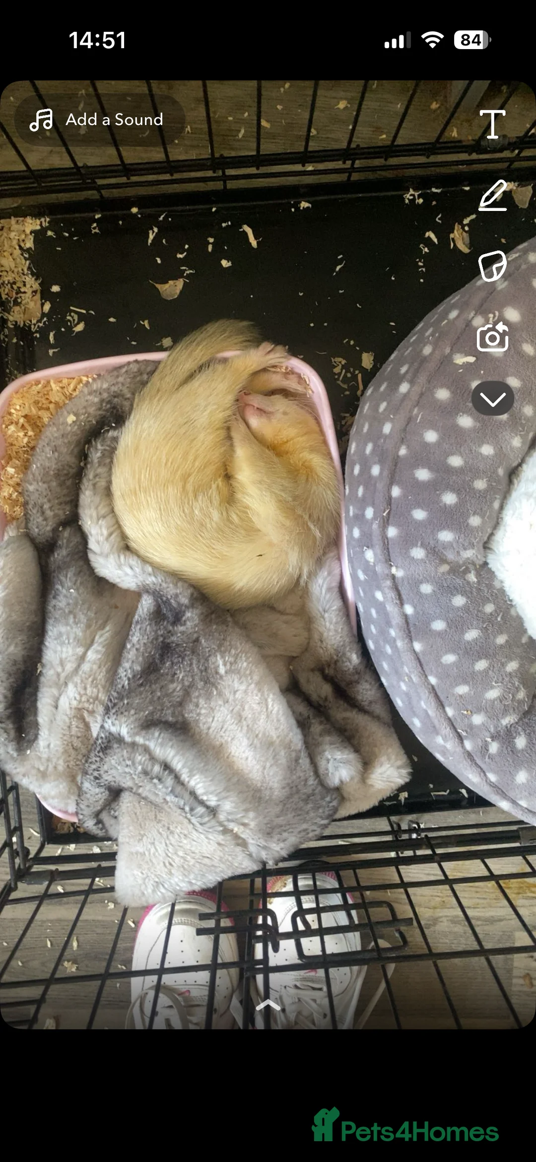 Ferret rodents for sale: Two ferrets for sale  - Advert 6