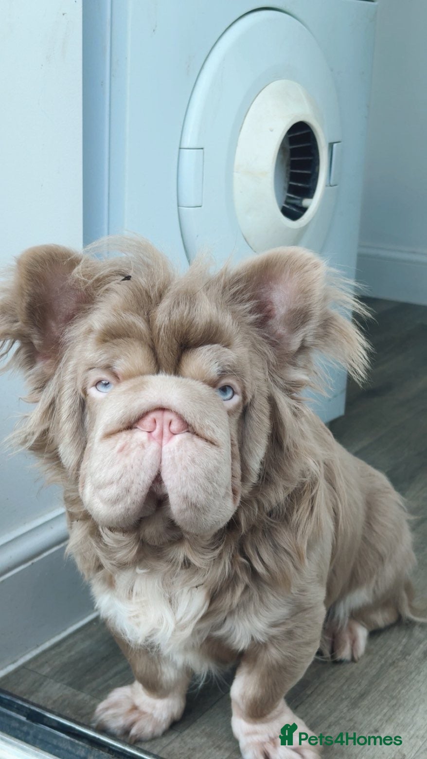 French Bulldog dogs Golden Boy❤️ - Advert 14