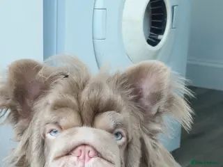 French Bulldog dogs Golden Boy❤️ - Advert 14