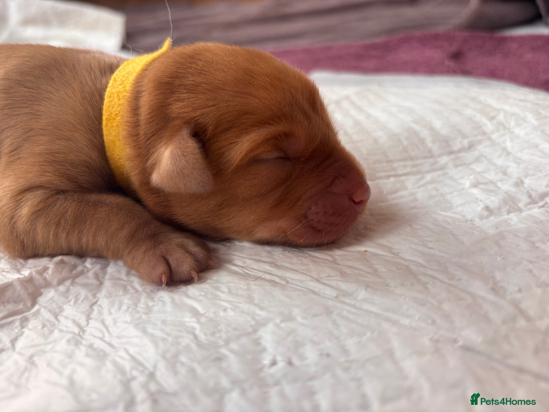 Labrador Retriever dogs for sale: KC Reg ‘Fox Red’ Labrador Retrievers  - Image 19