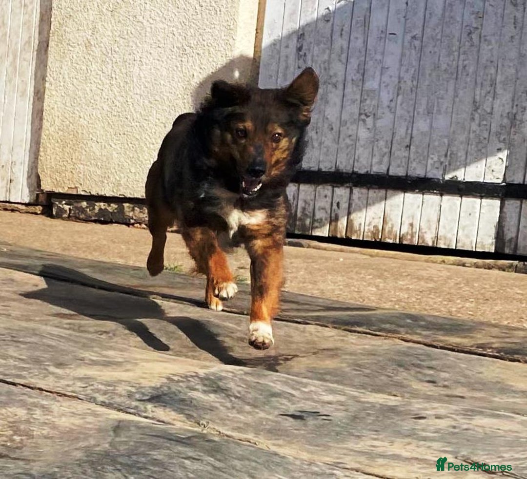 Mixed Breed dogs for adoption: Meet Charlie - a Lovely old boy, for a loving Home - Image 28